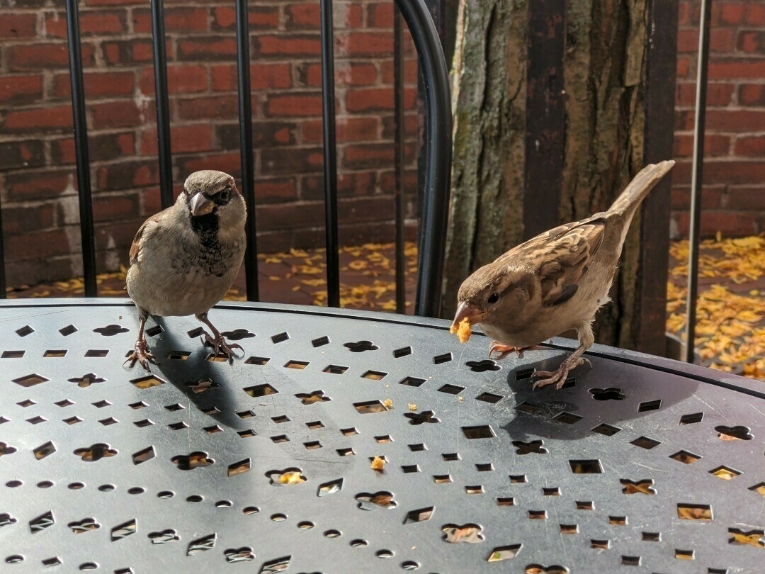 Two sparrows standing on a café table eating pieces of pumpkin muffin