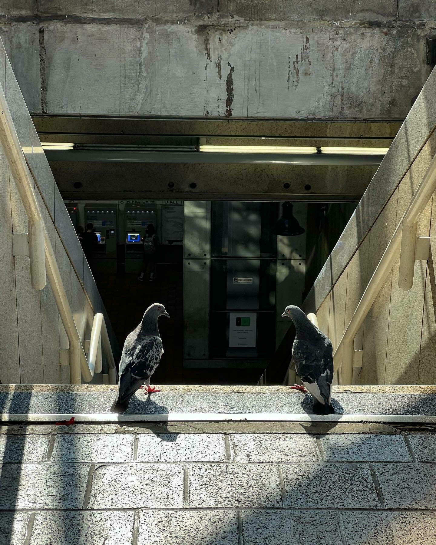 Two pigeons standing at the top of a subway entrance staircase, turned toward each other as if in conversation.
