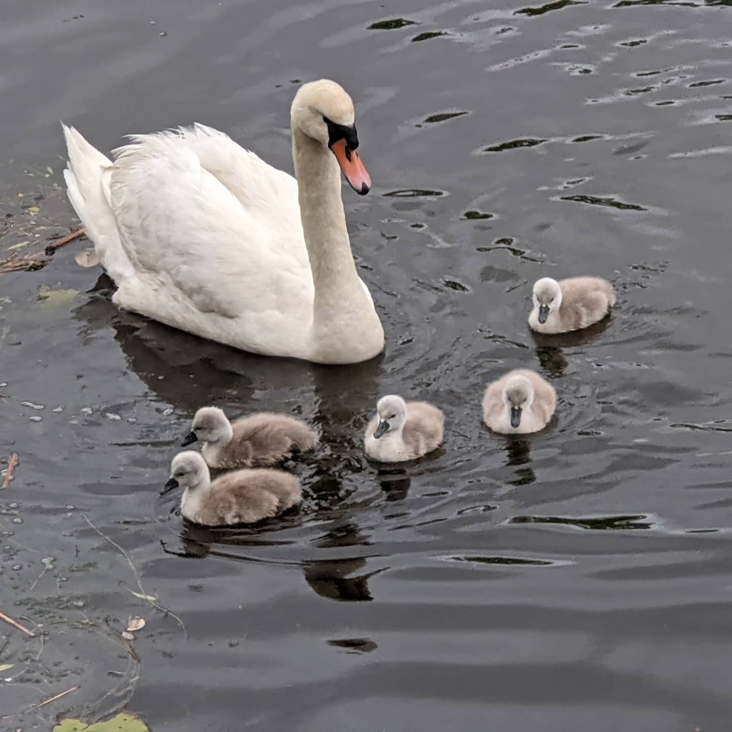 Five juvenile swans swimming alongside an adult swan