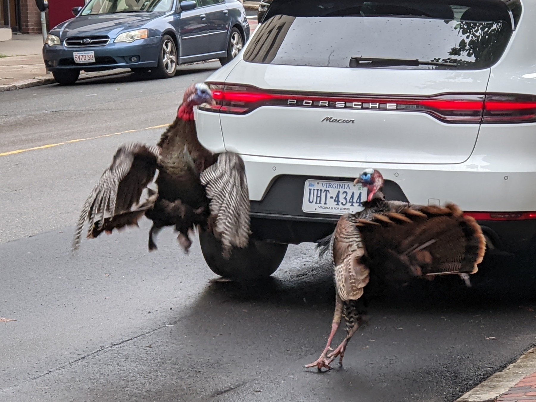 Two adult male turkeys in mid-fight.